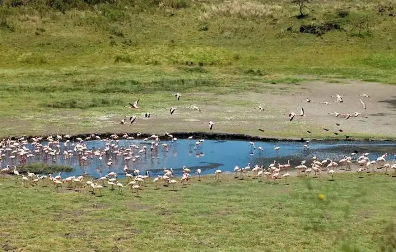 Arusha NP