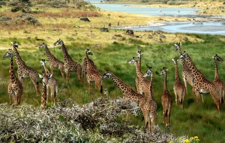 Arusha NP