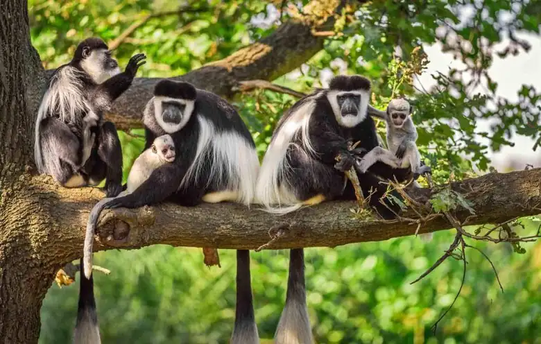 Arusha NP