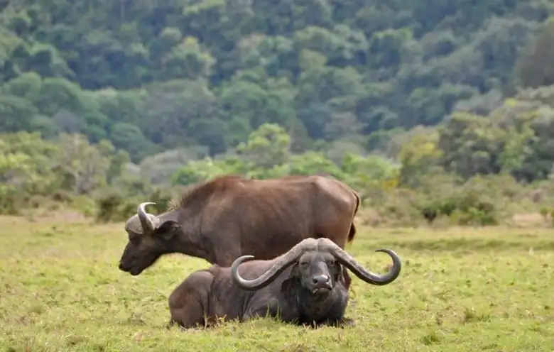 Arusha NP