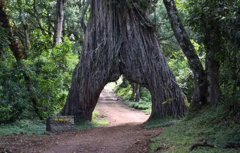 Arusha NP