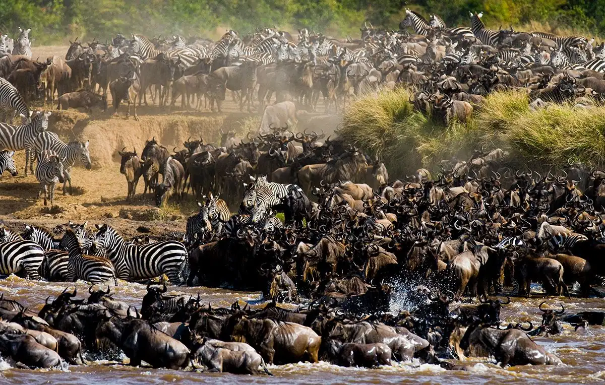 Wildebeest crossing the Mara River
