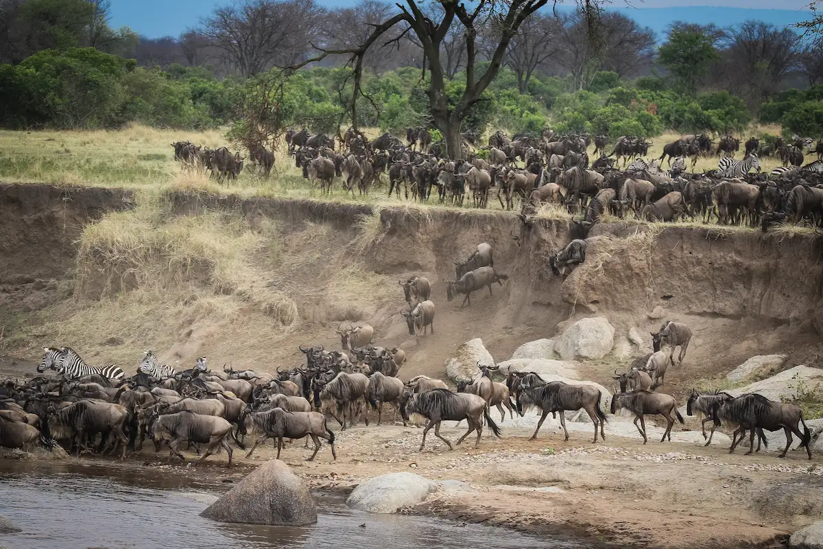The Great Migration