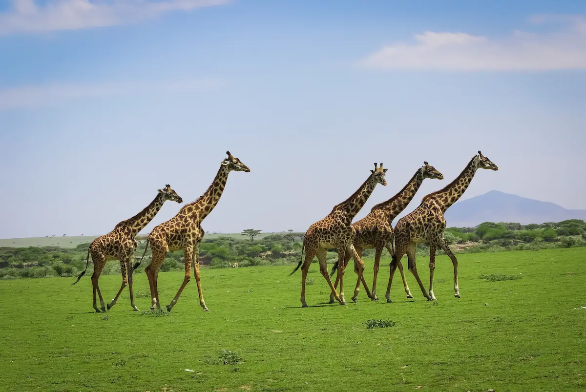 Epic Adventure guests on safari