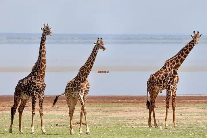 Lake Manyara