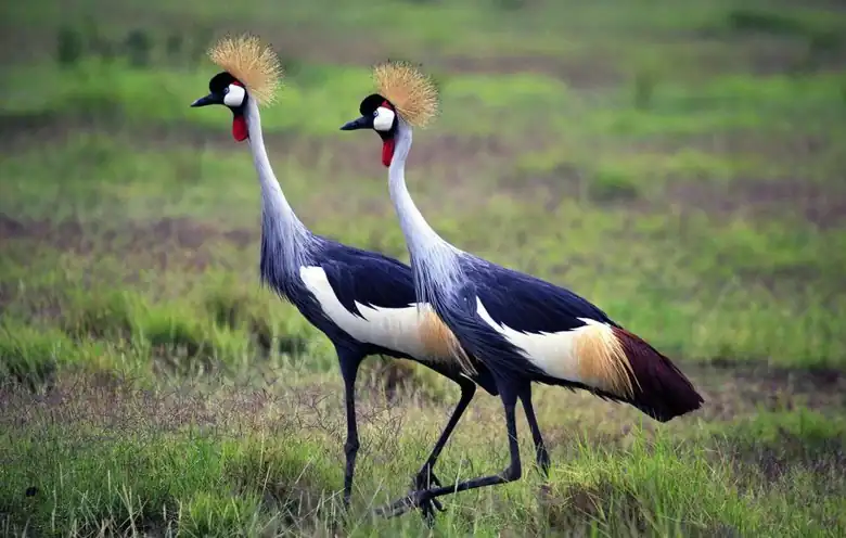 Lake Manyara photo 7