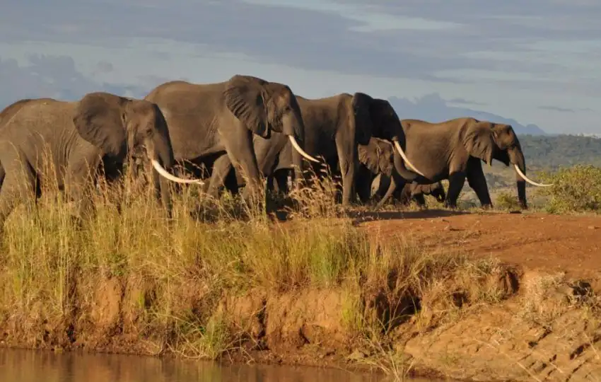 Mikumi National Park