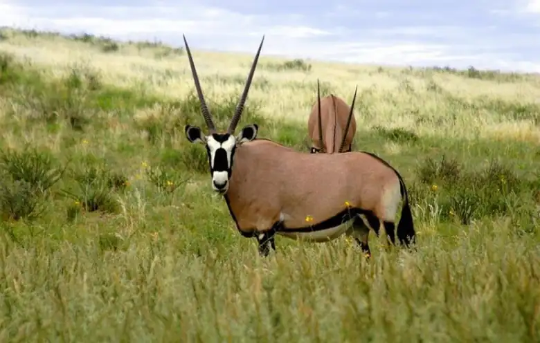 Mkomazi