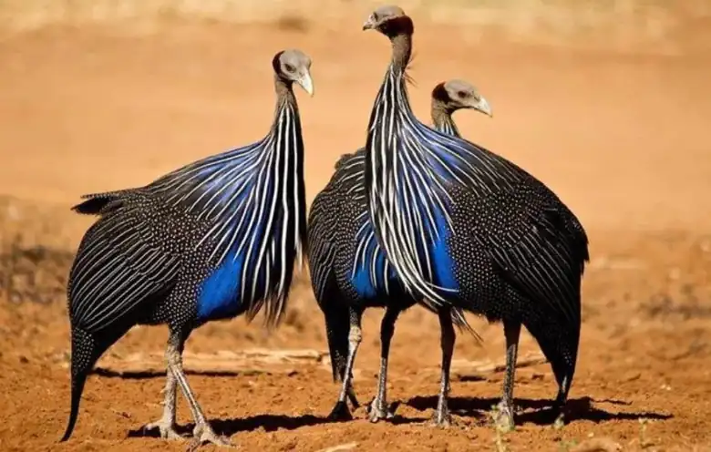 Mkomazi