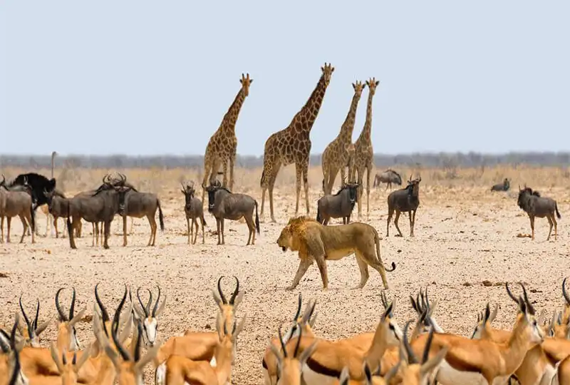 Mkomazi National Park