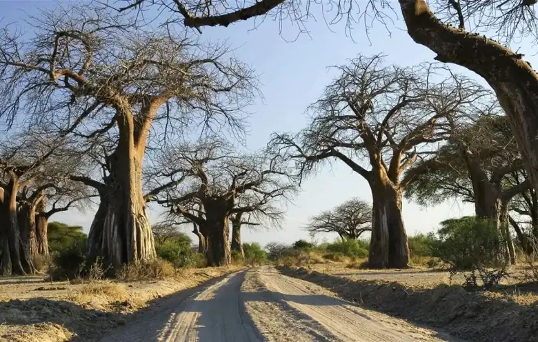 Ruaha
