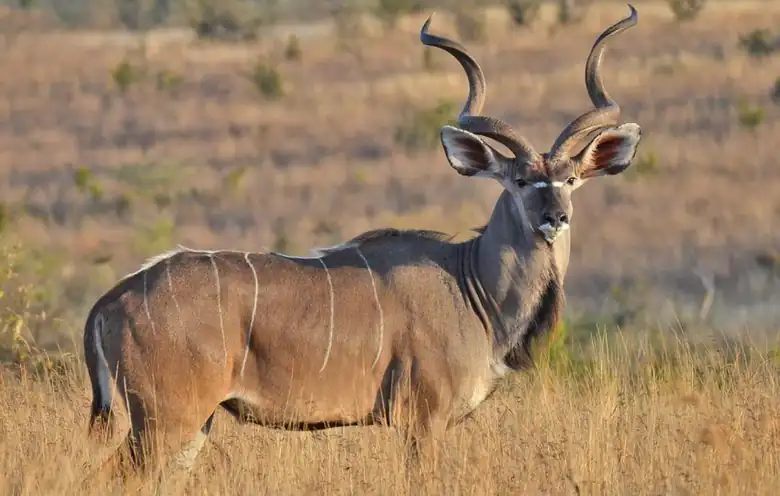 Ruaha