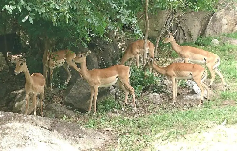 Saanane Island