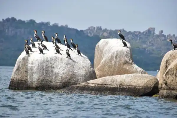 Saanane Island