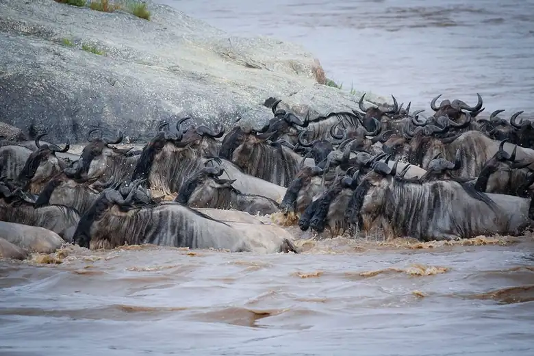 Serengeti