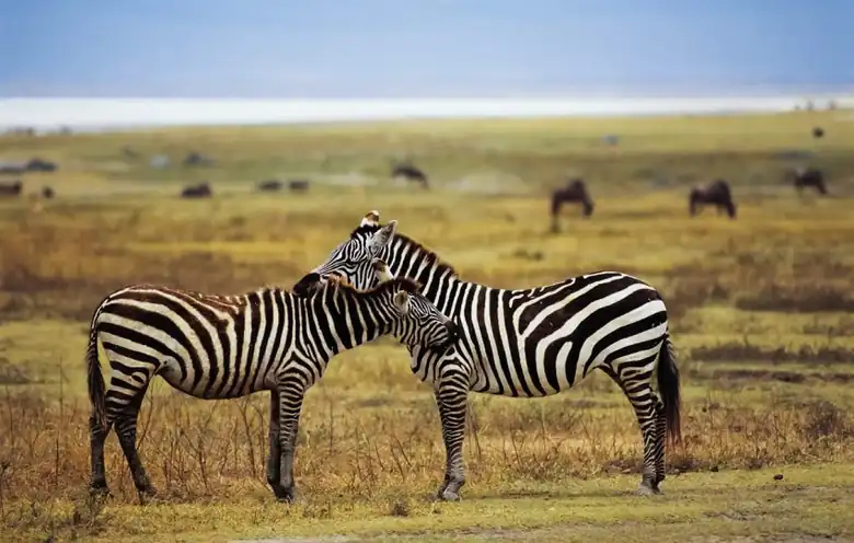 Tarangire