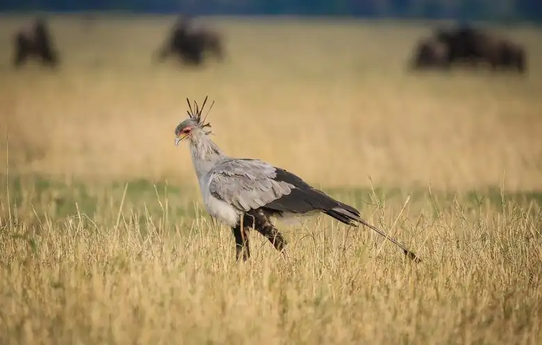 Tarangire