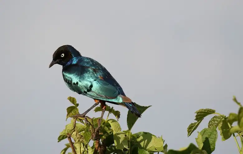 Tarangire