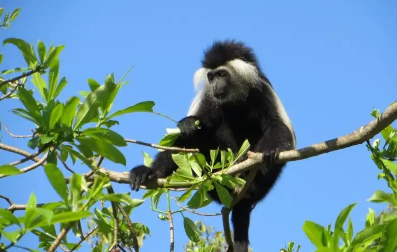 Udzungwa