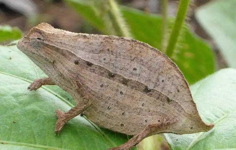 Udzungwa